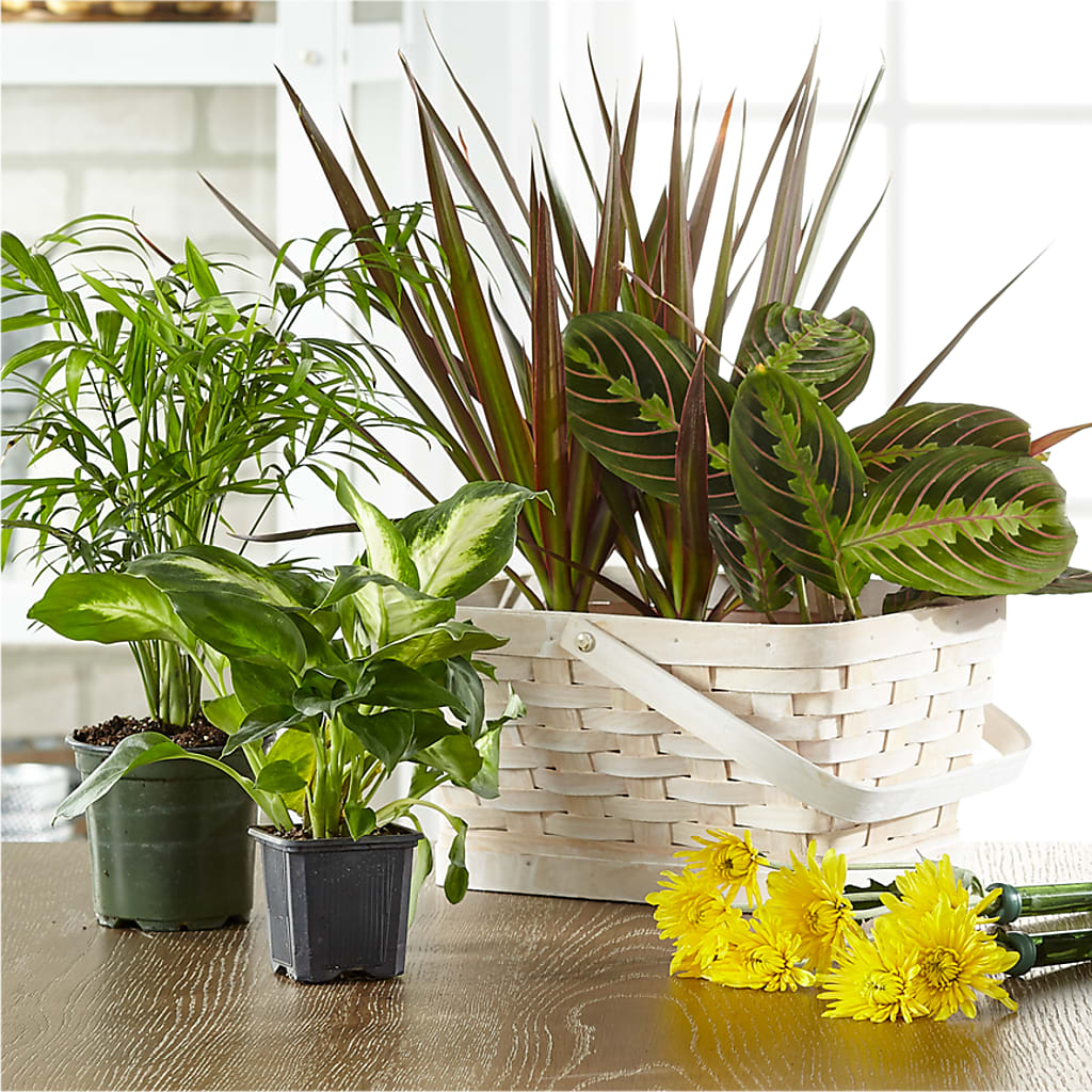 Florist Designed Blooming and Green Plants in a Basket – Gibney-sims Flowers, Hannibal MO
