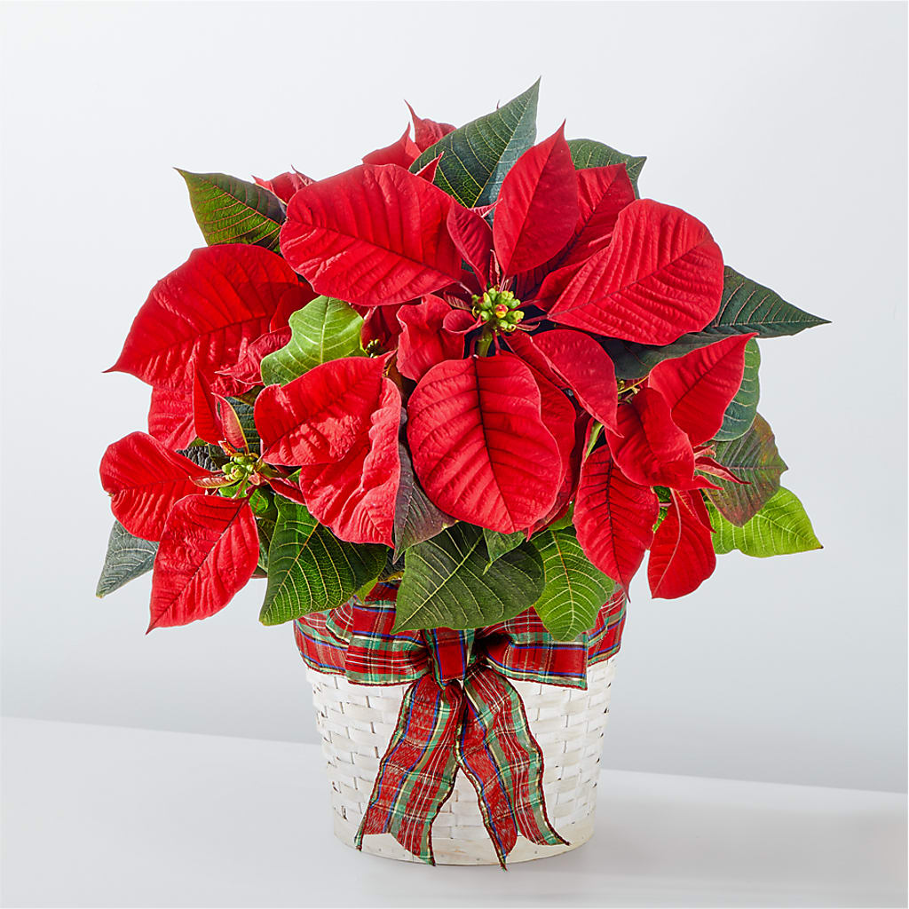 Happiest Holidays Poinsettia – Gibney-sims Flowers, Hannibal MO
