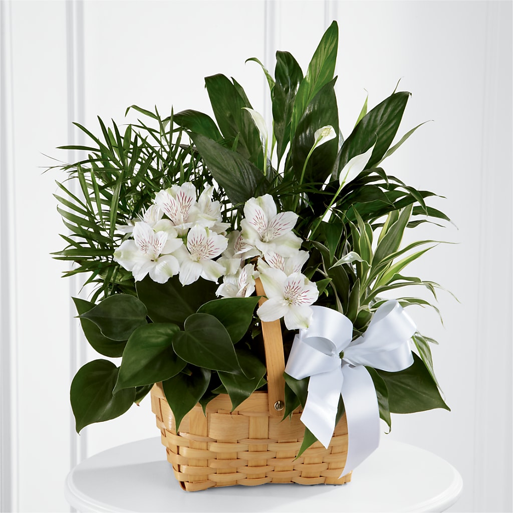 Peace & Serenity Dishgarden – Gibney-sims Flowers, Hannibal MO