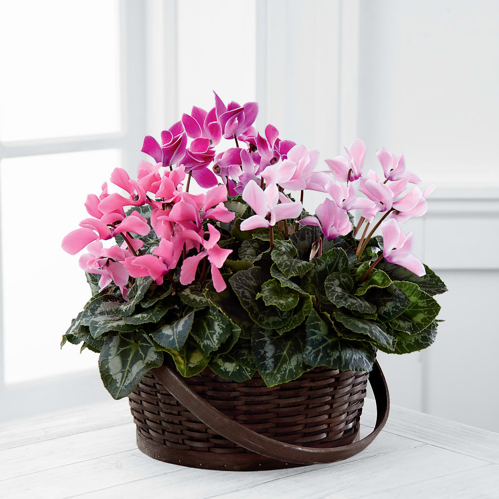 Mixed Cyclamen Planter – Gibney-sims Flowers, Hannibal MO