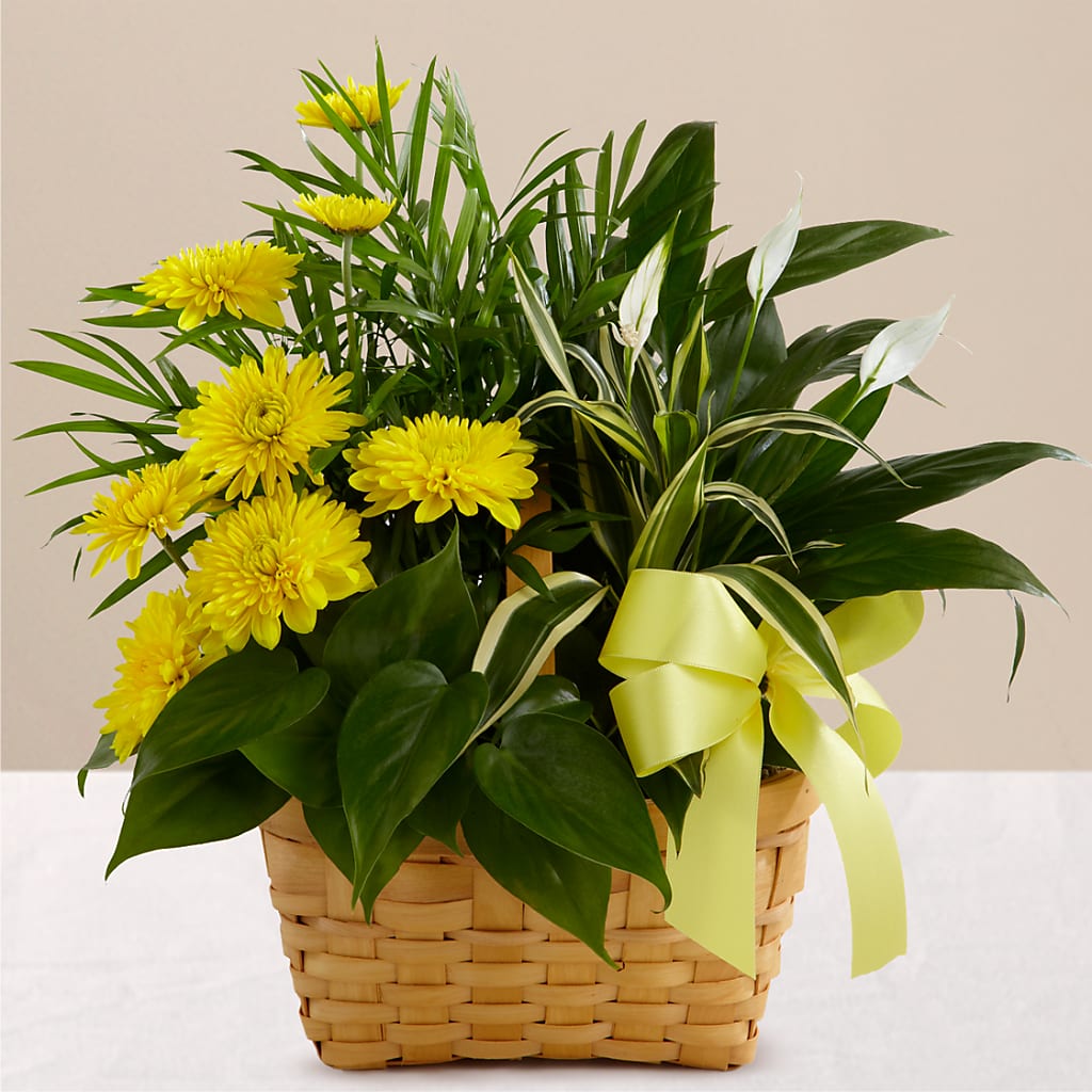 Loving Light Dishgarden – Gibney-sims Flowers, Hannibal MO