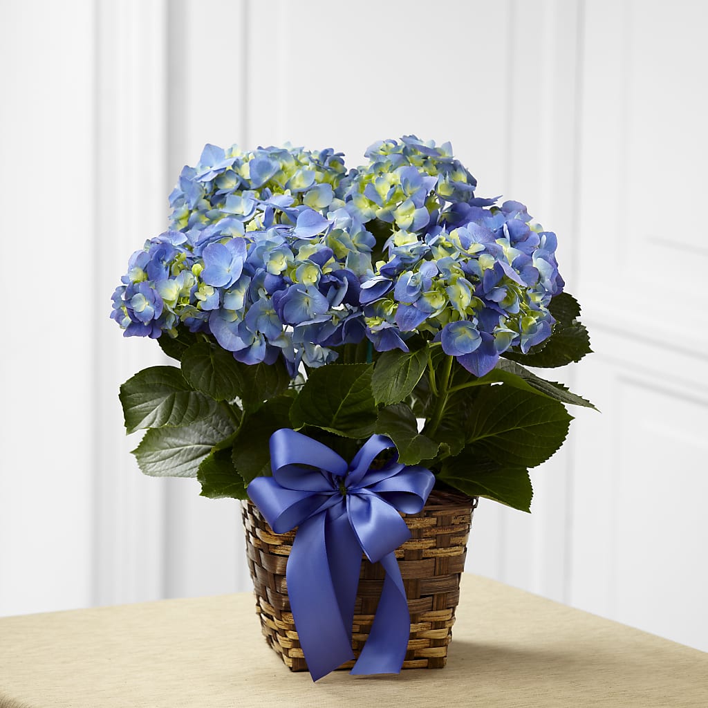 Blue Hydrangea Planter – Gibney-sims Flowers, Hannibal MO