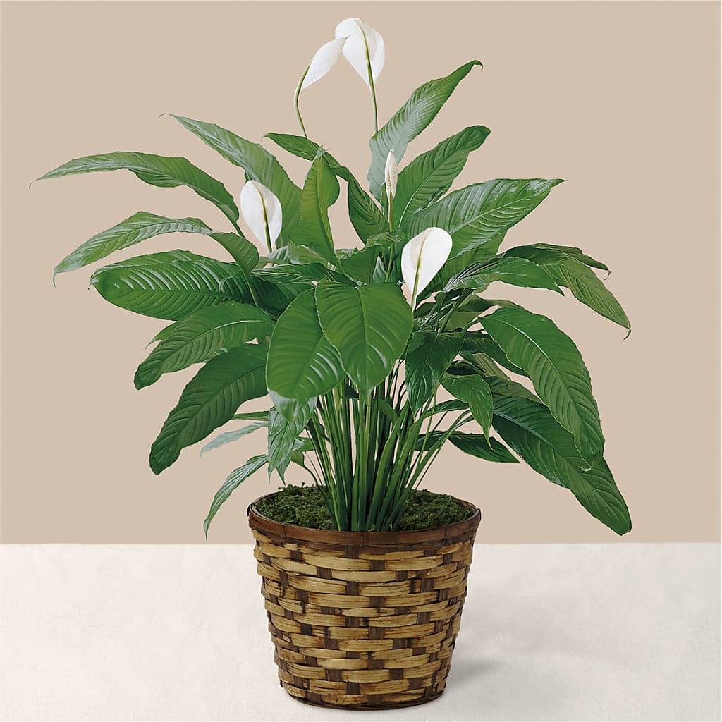 Tranquil Moments Peace Lily Plant – Gibney-sims Flowers, Hannibal MO