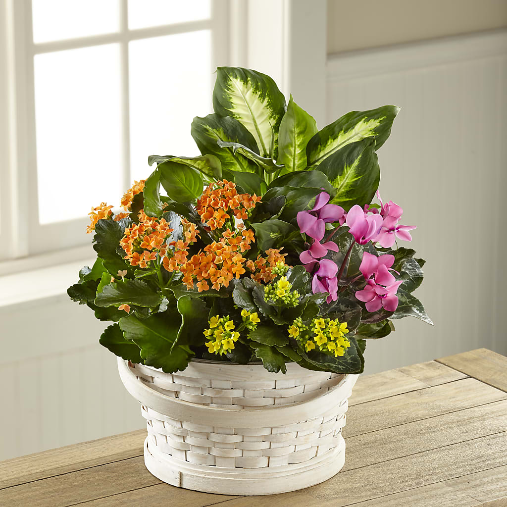 Color Crush Dishgarden – Gibney-sims Flowers, Hannibal MO