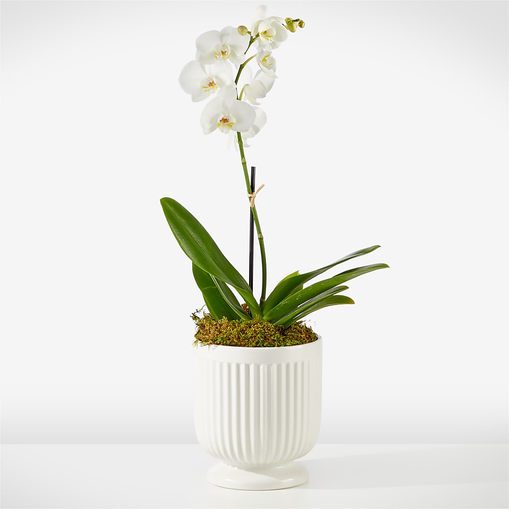 Whispering White Orchid – Gibney-sims Flowers, Hannibal MO