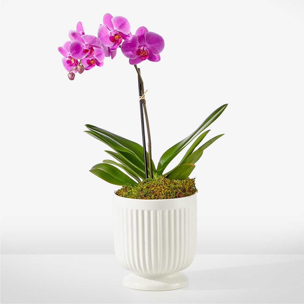 Friendly Fuchsia Orchid – Gibney-sims Flowers, Hannibal MO