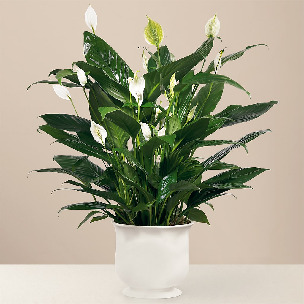 Comfort Planter – Gibney-sims Flowers, Hannibal MO