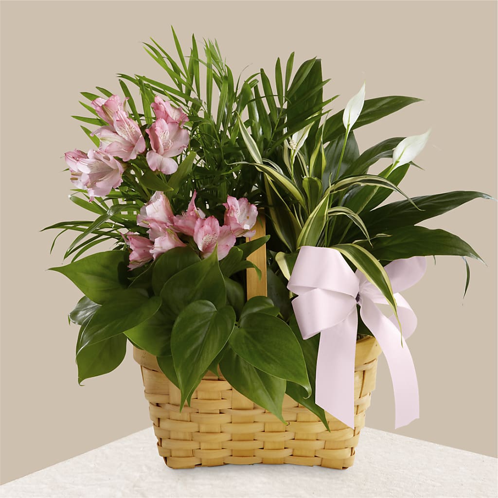 Living Spirit Dishgarden – Gibney-sims Flowers, Hannibal MO