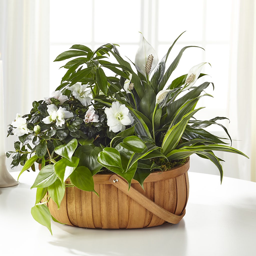 Serene Dishgarden – Gibney-sims Flowers, Hannibal MO