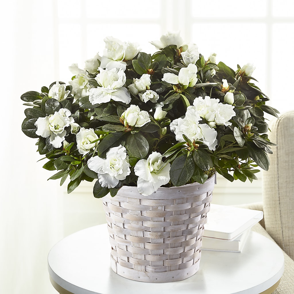 White Azalea Plant – Gibney-sims Flowers, Hannibal MO