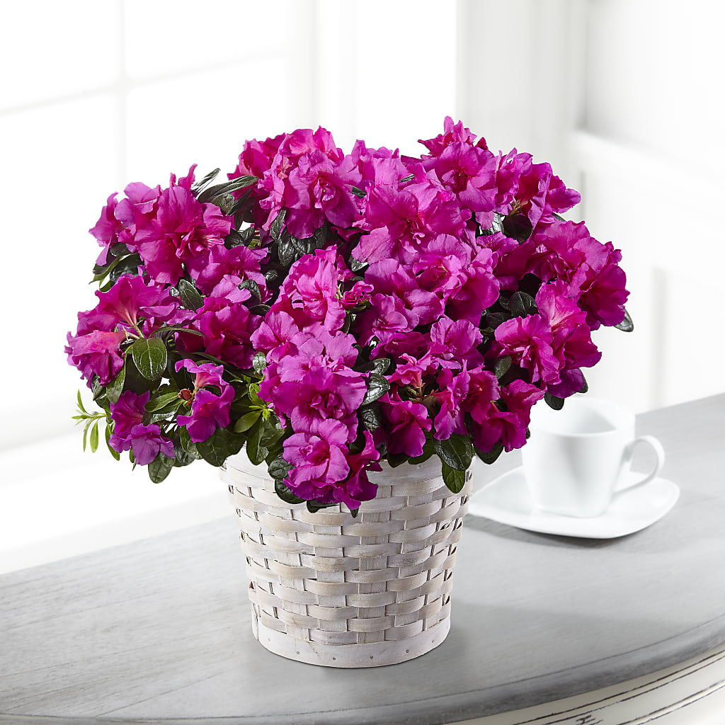 Hope & Serenity Azalea Plant – Gibney-sims Flowers, Hannibal MO