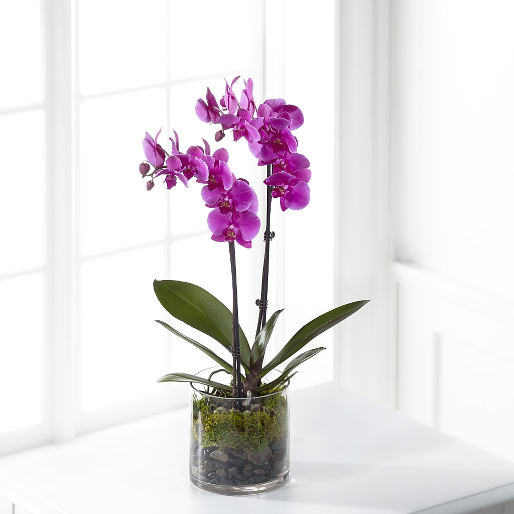 Pink Orchid Plant – Gibney-sims Flowers, Hannibal MO