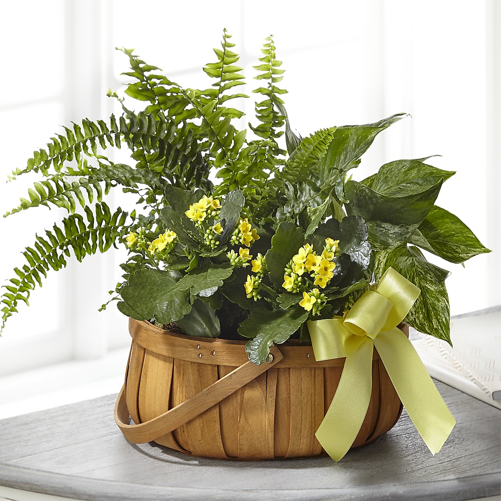 Always Dear Dishgarden – Gibney-sims Flowers, Hannibal MO