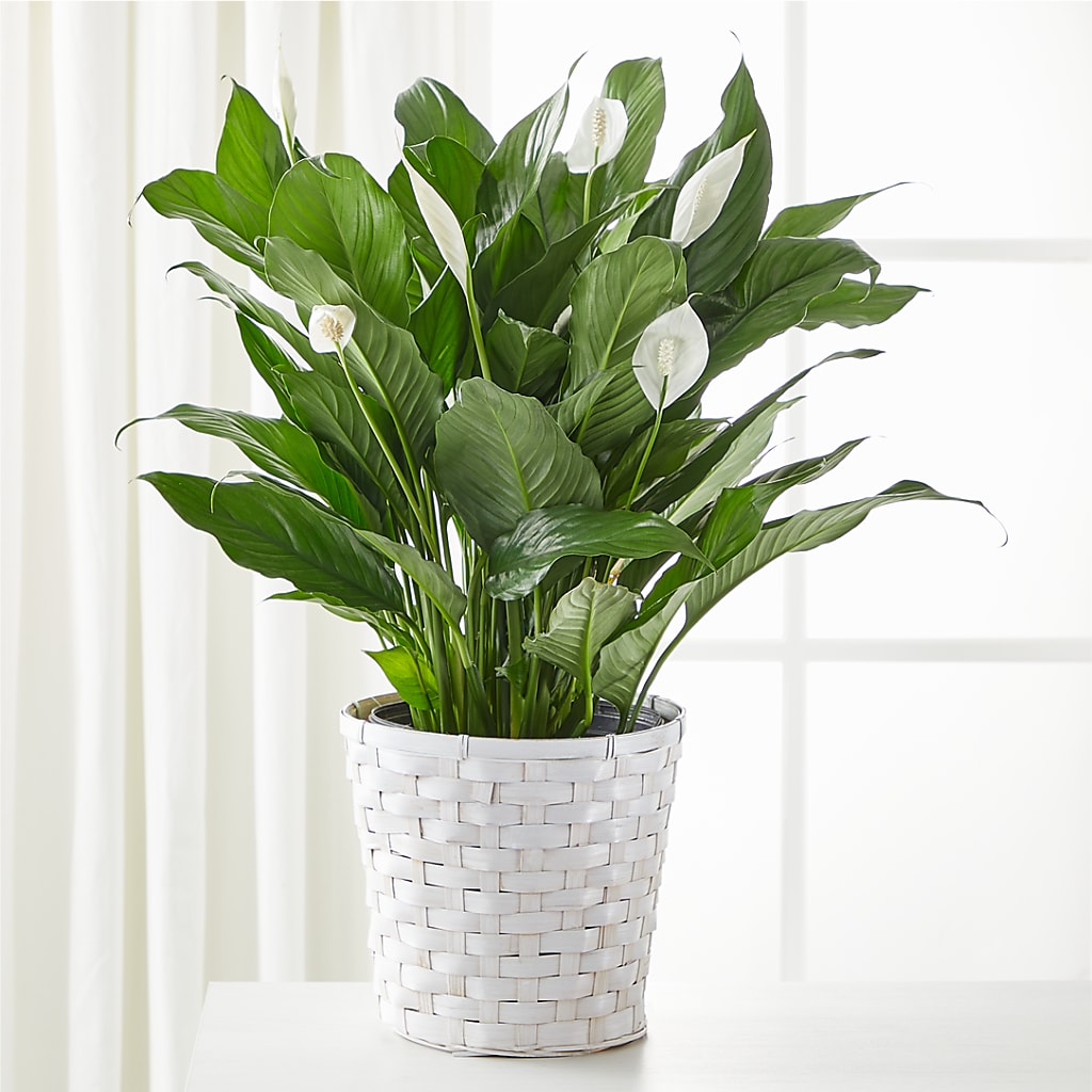 A New Leaf Peace Lily – Gibney-sims Flowers, Hannibal MO