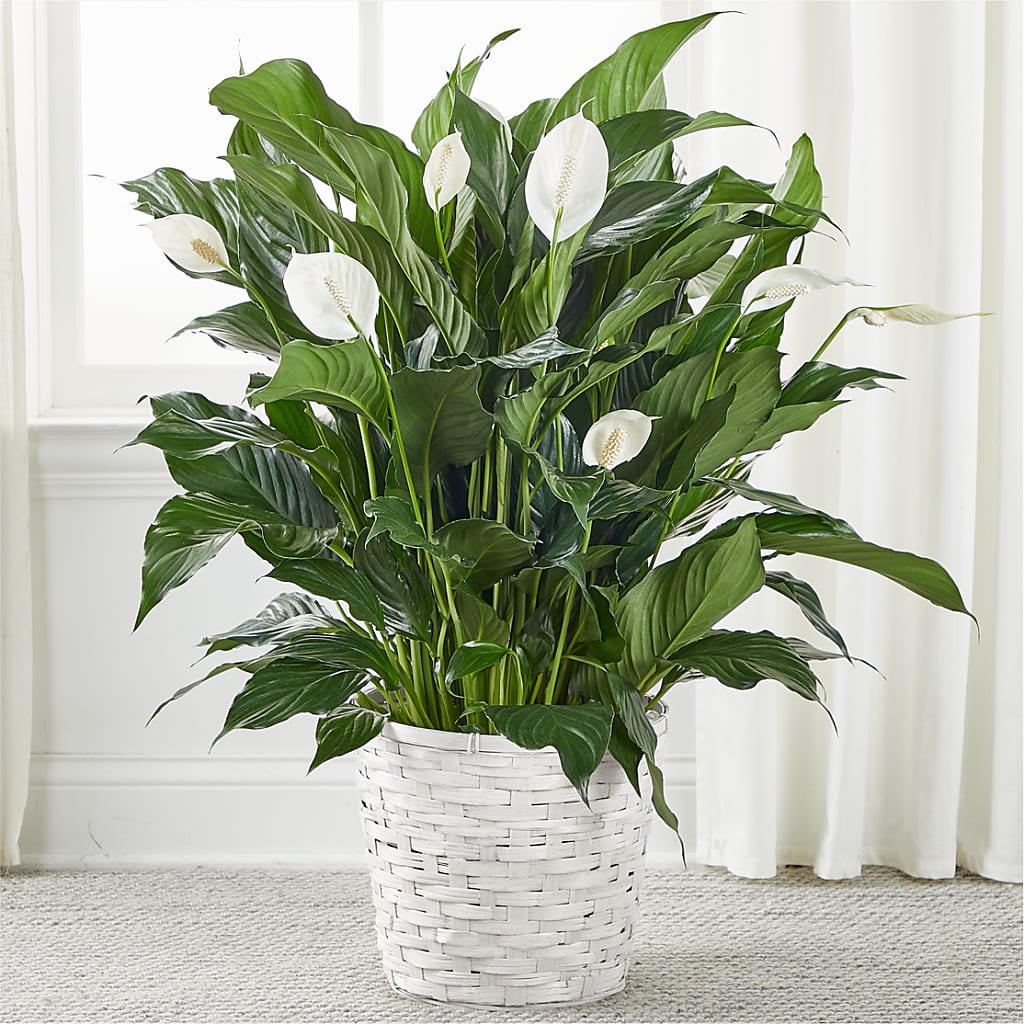 A New Leaf Peace Lily – Gibney-sims Flowers, Hannibal MO