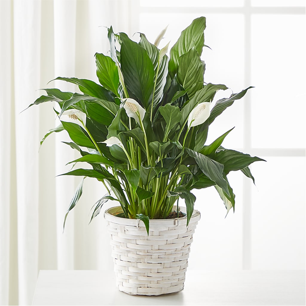 A New Leaf Peace Lily – Gibney-sims Flowers, Hannibal MO
