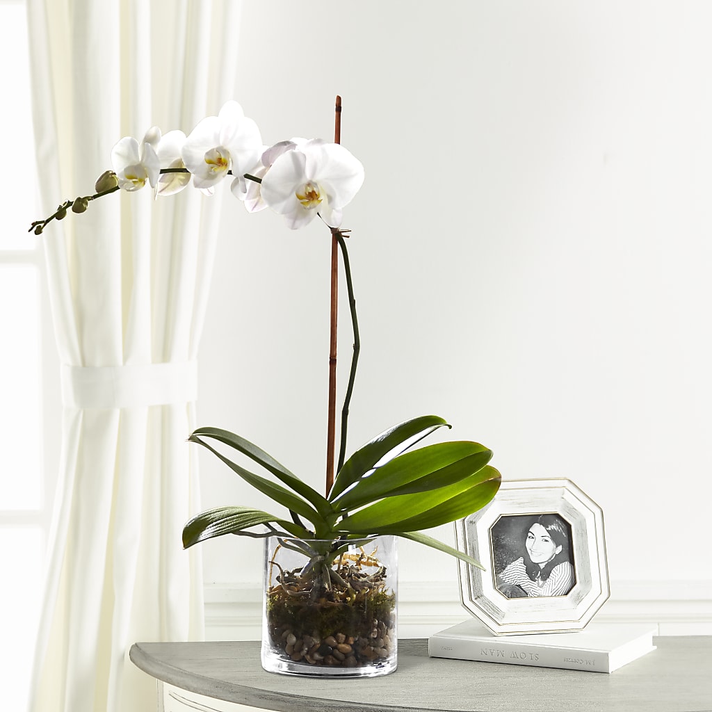 White Orchid Planter – Gibney-sims Flowers, Hannibal MO