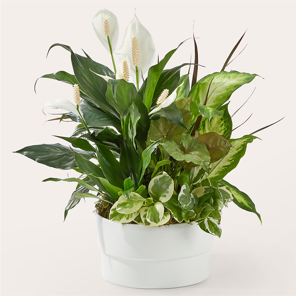 Radiating Positivity Dishgarden – Gibney-sims Flowers, Hannibal MO