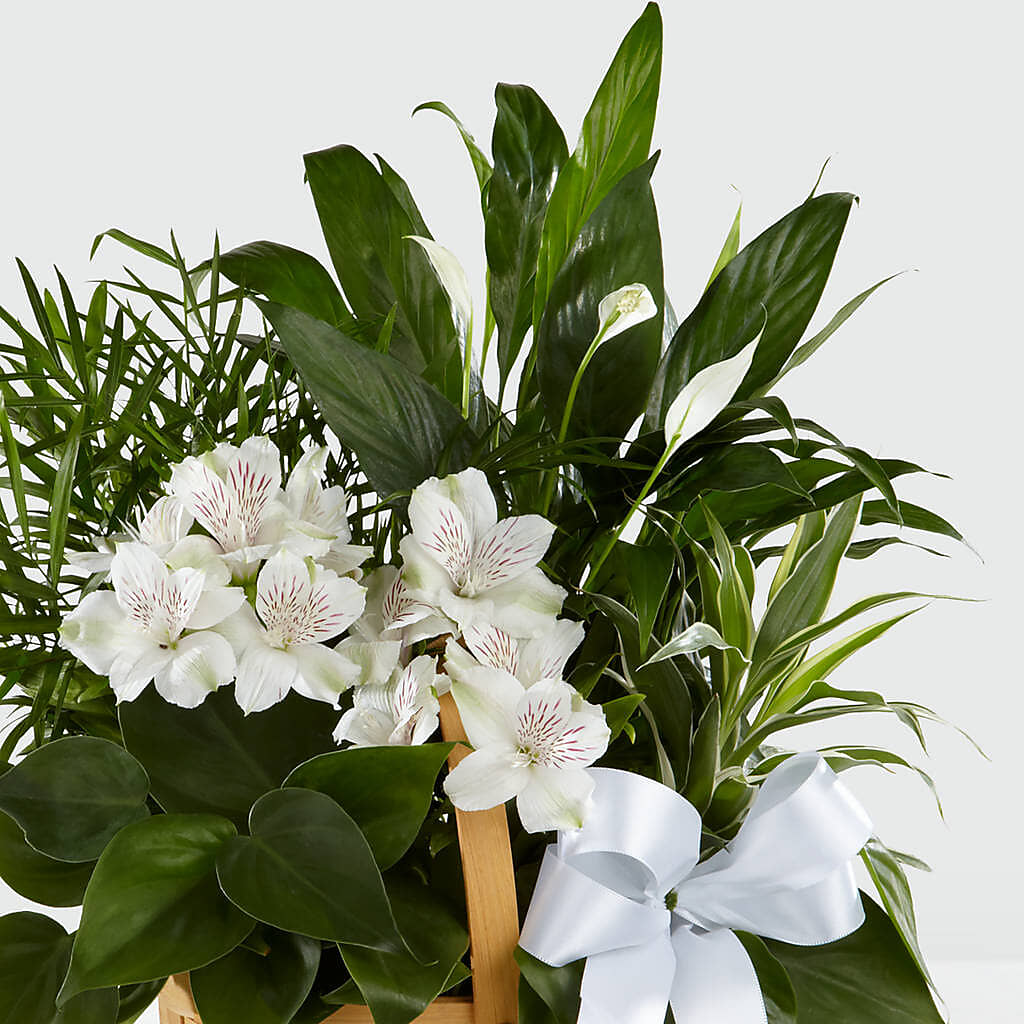 Peace & Serenity Dishgarden –  Gibney-sims Flowers, Hannibal MO