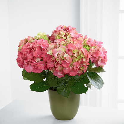 Pink Hydrangea Planter –  Gibney-sims Flowers, Hannibal MO