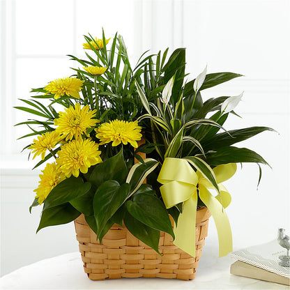Loving Light Dishgarden –  Gibney-sims Flowers, Hannibal MO