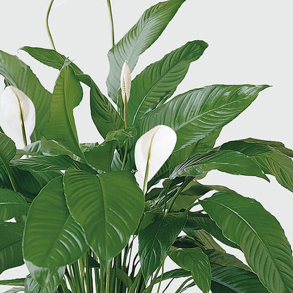 Tranquil Moments Peace Lily Plant –  Gibney-sims Flowers, Hannibal MO