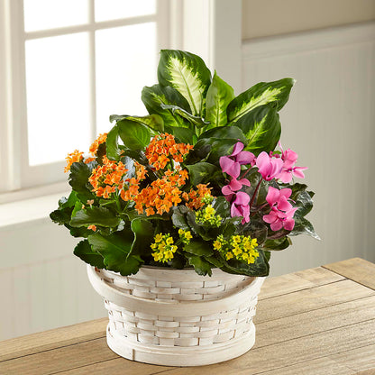 Color Crush Dishgarden –  Gibney-sims Flowers, Hannibal MO