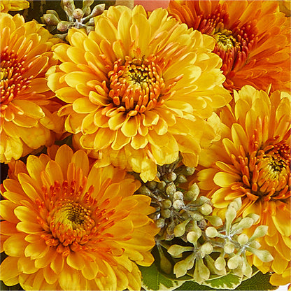 Peachy Pumpkin –  Gibney-sims Flowers, Hannibal MO