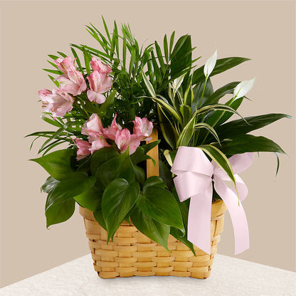 Living Spirit Dishgarden –  Gibney-sims Flowers, Hannibal MO