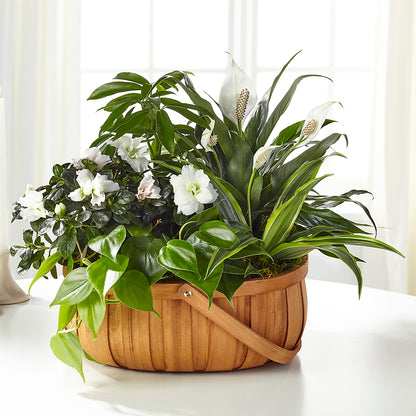 Serene Dishgarden –  Gibney-sims Flowers, Hannibal MO
