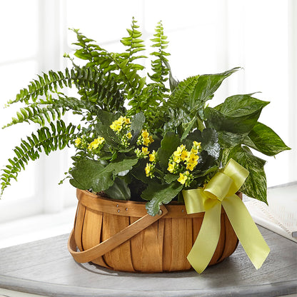 Always Dear Dishgarden –  Gibney-sims Flowers, Hannibal MO