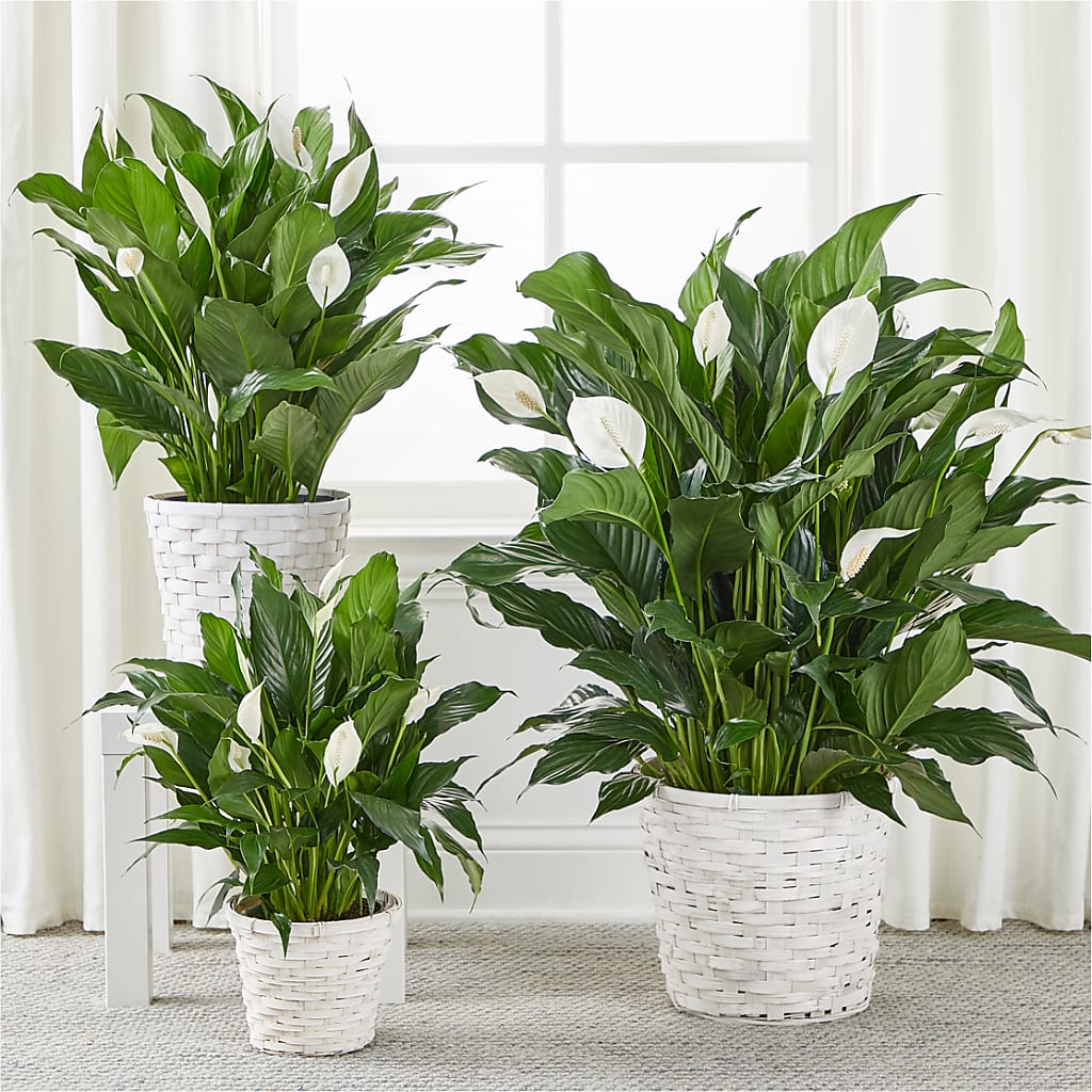 A New Leaf Peace Lily –  Gibney-sims Flowers, Hannibal MO