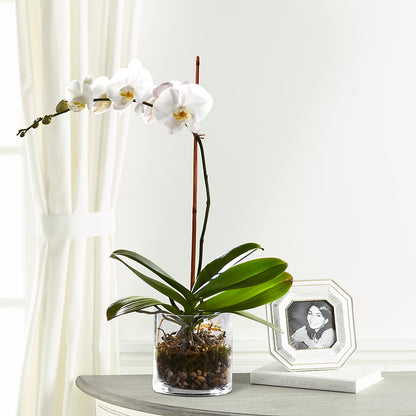 White Orchid Planter –  Gibney-sims Flowers, Hannibal MO